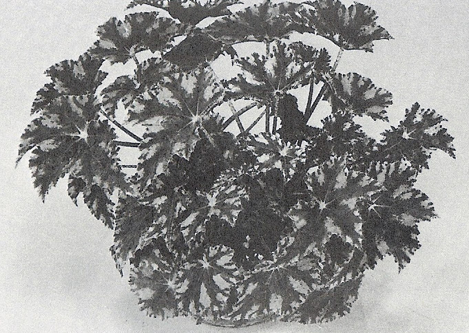 B. ‘Huopo’